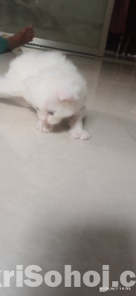 Traditional Persian cat